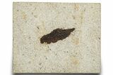 Fossil Leaf - Green River Formation, Wyoming #248206-1